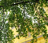 Ginkgo biloba. Часть кроны. Венгрия, Хевеш, г. Эгер. 11.09.2012.