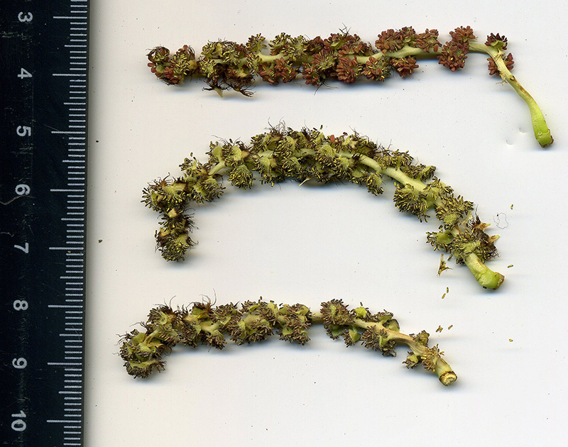 Image of Populus balsamifera specimen.