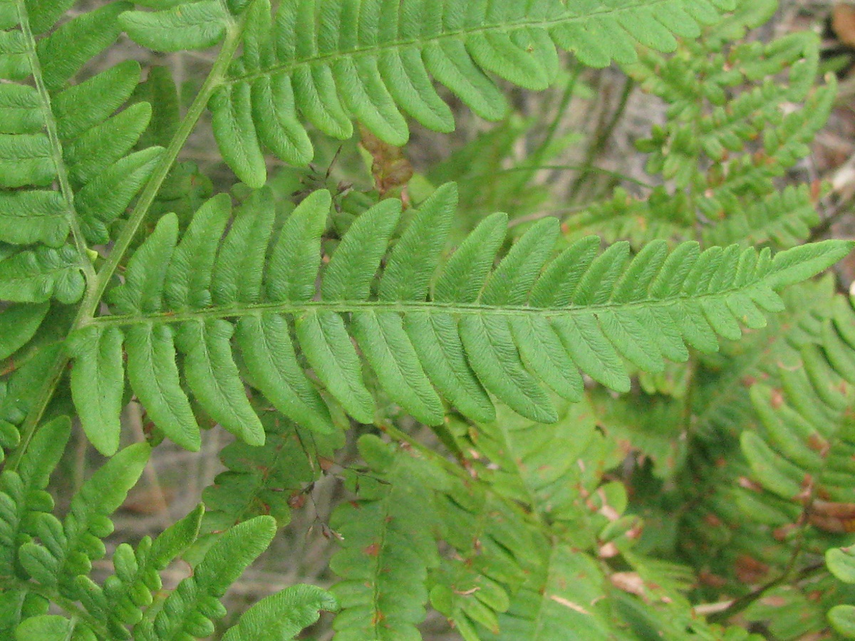 Изображение особи Pteridium pinetorum.