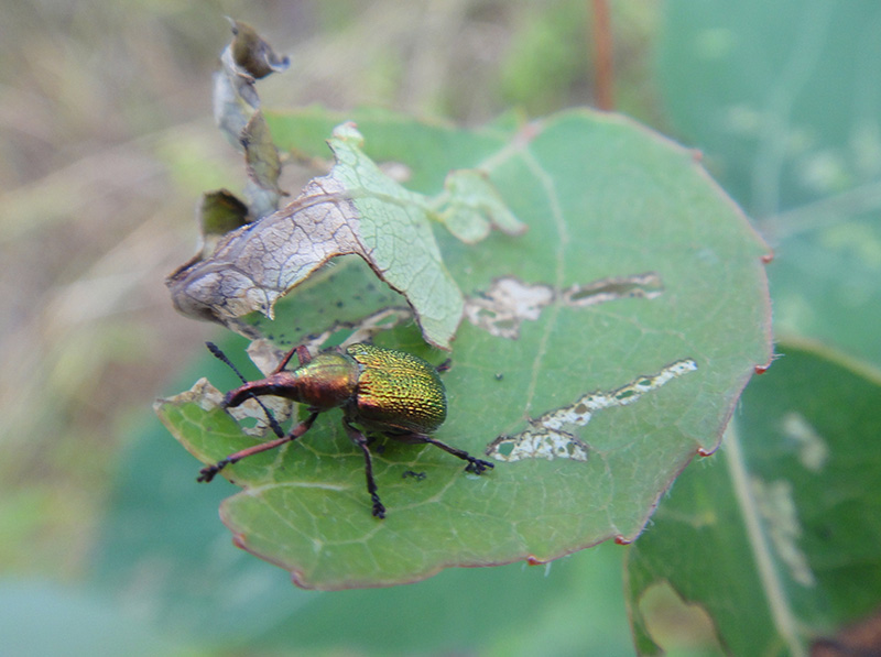 Image of Populus tremula specimen.