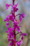 Orchis mascula