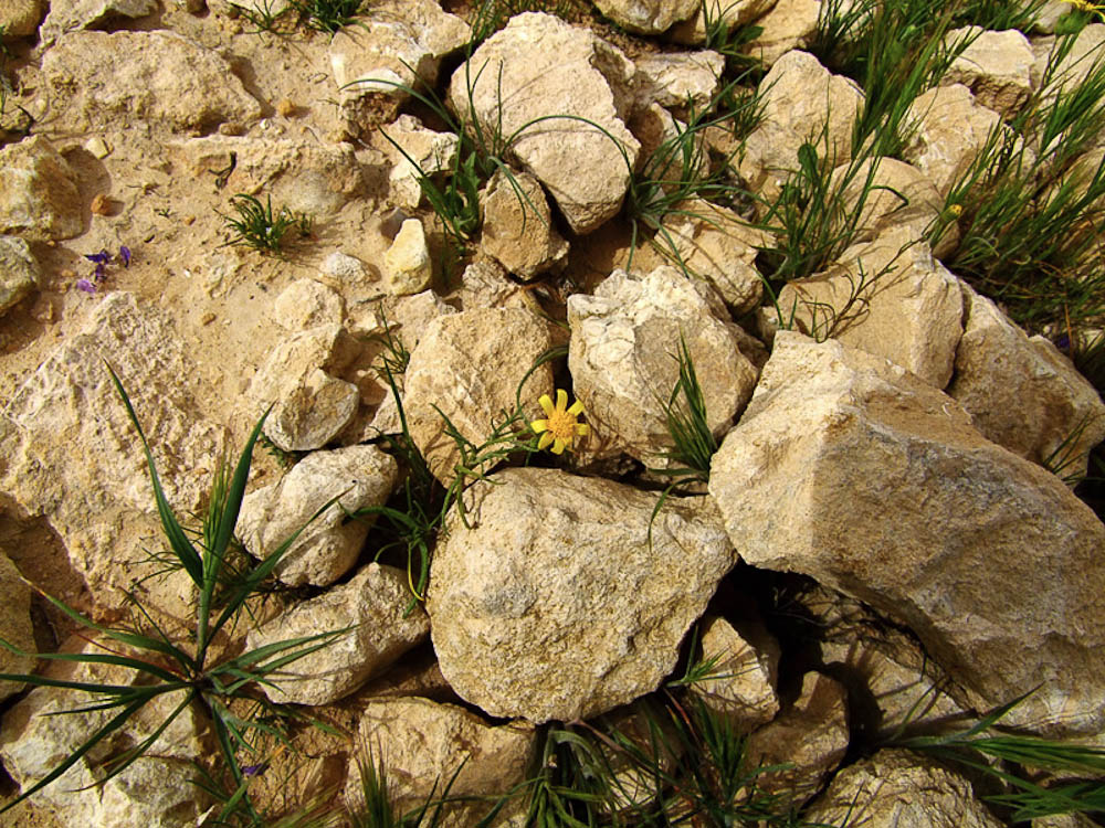 Image of Senecio glaucus ssp. coronopifolius specimen.