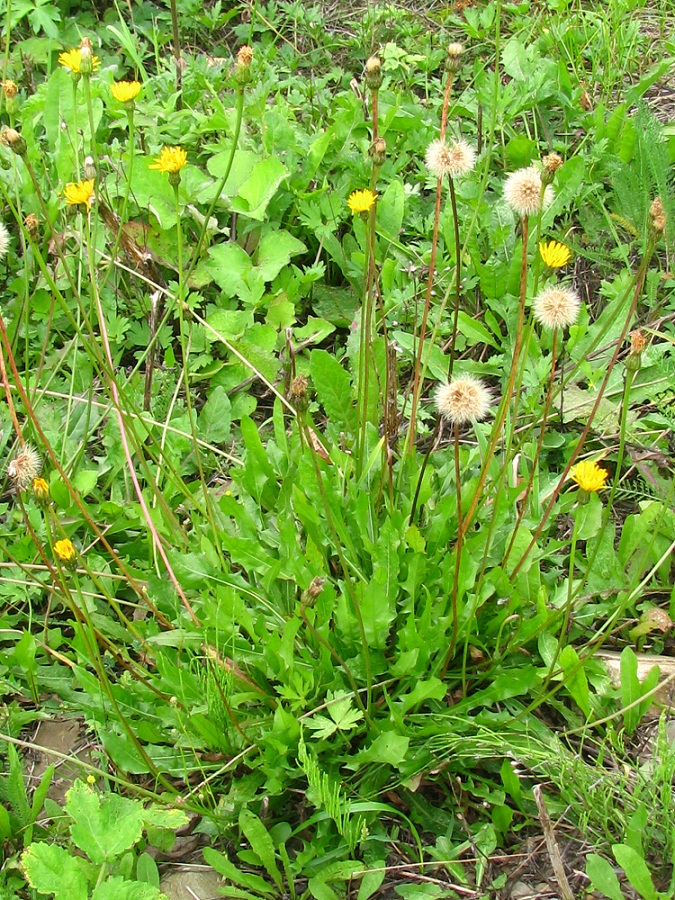 Изображение особи Leontodon hispidus ssp. hastilis.