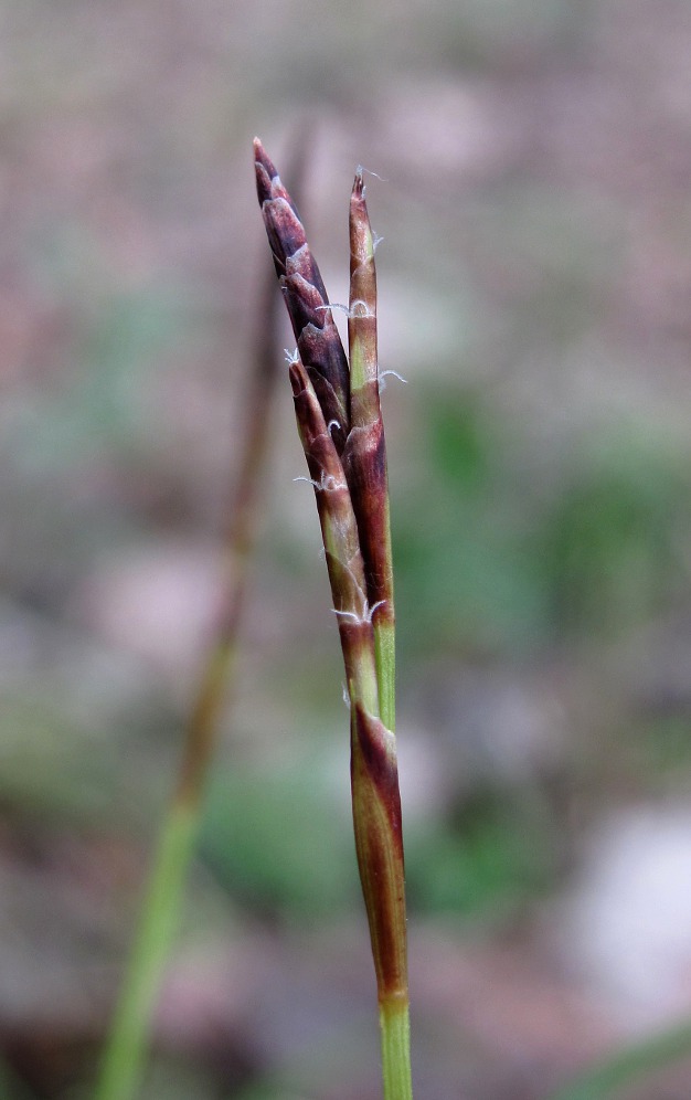 Image of Carex digitata specimen.