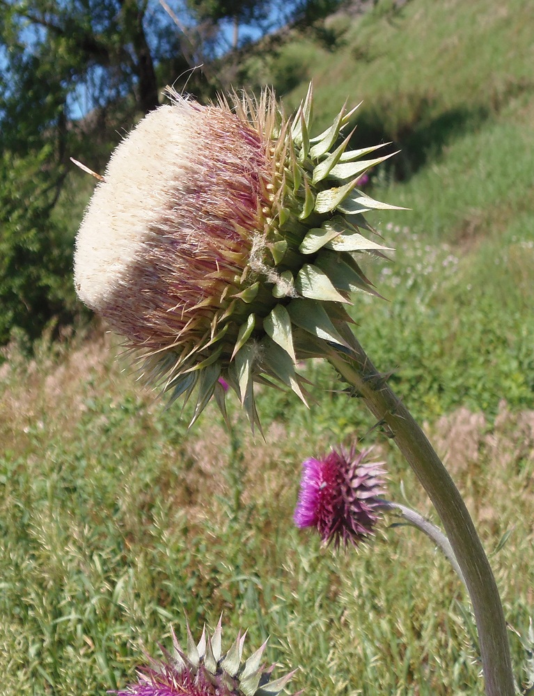 Image of Carduus thoermeri specimen.