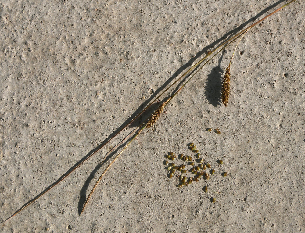 Image of Carex buchananii specimen.