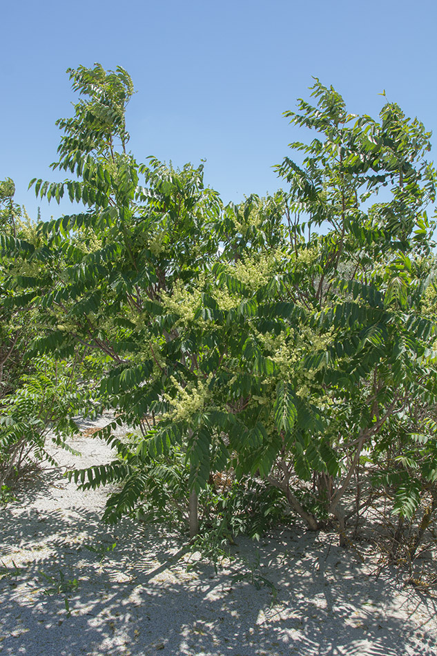 Image of Ailanthus altissima specimen.