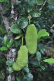 Artocarpus heterophyllus. Часть ствола с соплодиями. Таиланд, национальный парк Си Пханг-нга. 19.06.2013.