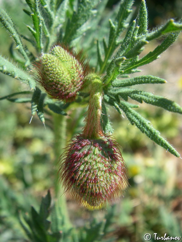 Image of Papaver hybridum specimen.