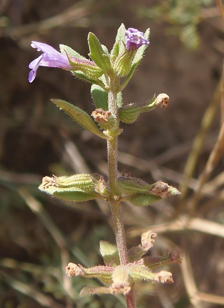 Image of Ziziphora acinos specimen.