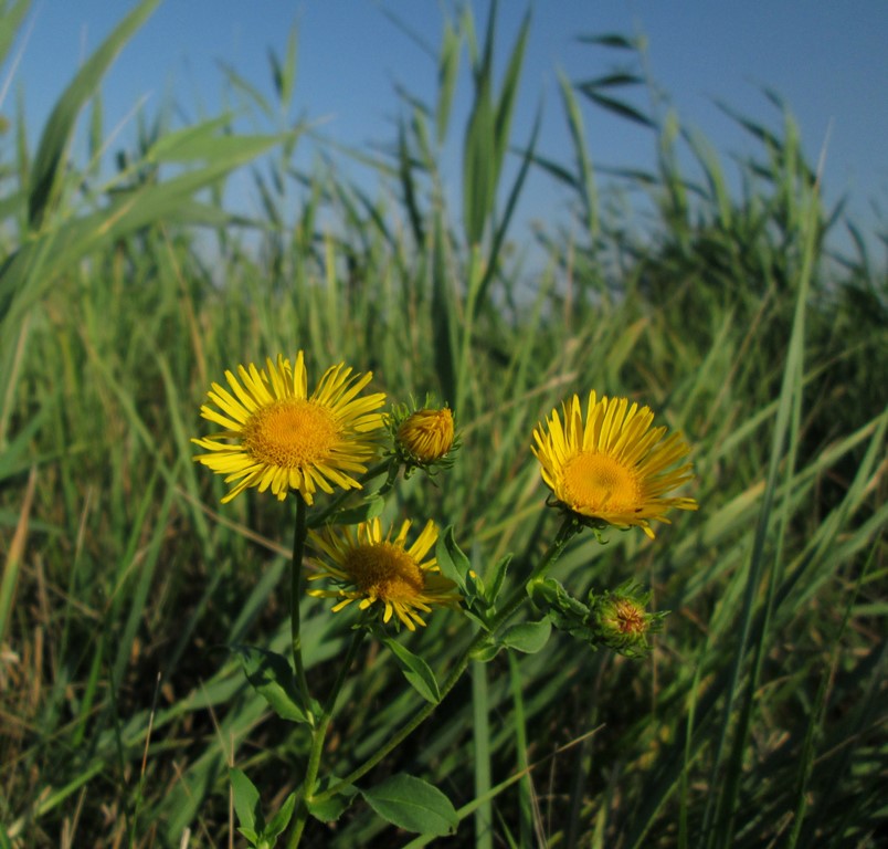 Image of Inula britannica specimen.