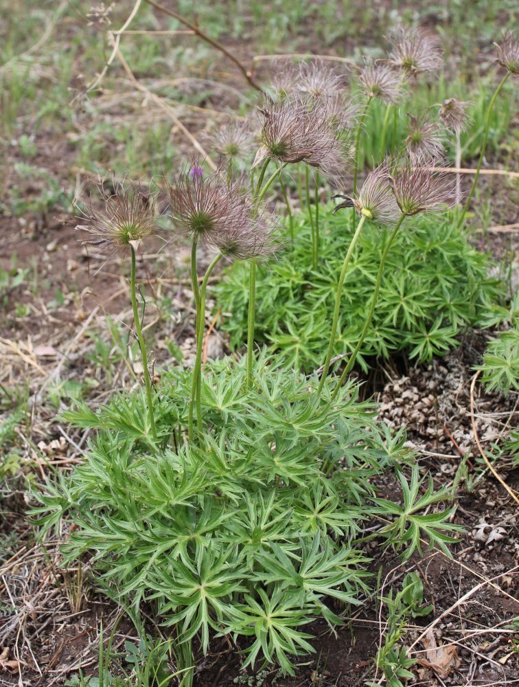 Image of Pulsatilla multifida specimen.