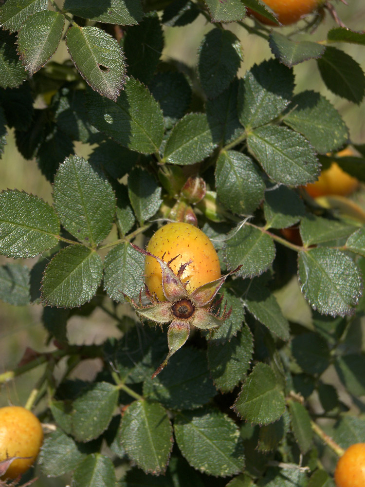 Image of Rosa gallica specimen.