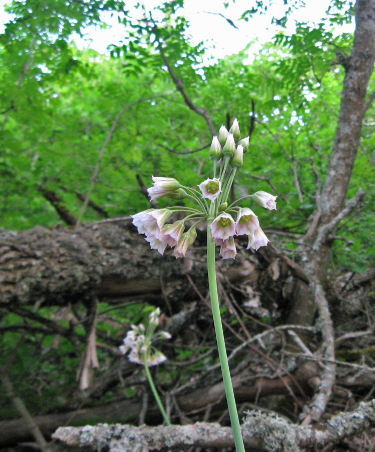 Image of Nectaroscordum bulgaricum specimen.