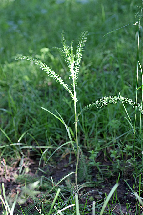 Image of Achillea millefolium specimen.