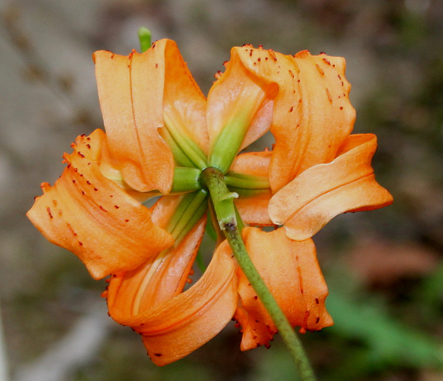 Изображение особи Lilium henryi.