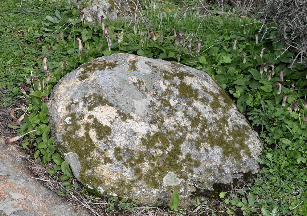 Изображение особи Arisarum vulgare.