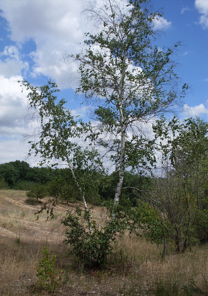 Image of Betula borysthenica specimen.