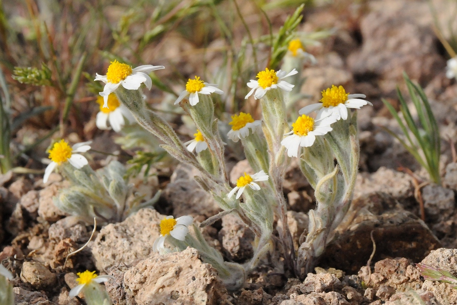 Image of Eriophyllum lanosum specimen.