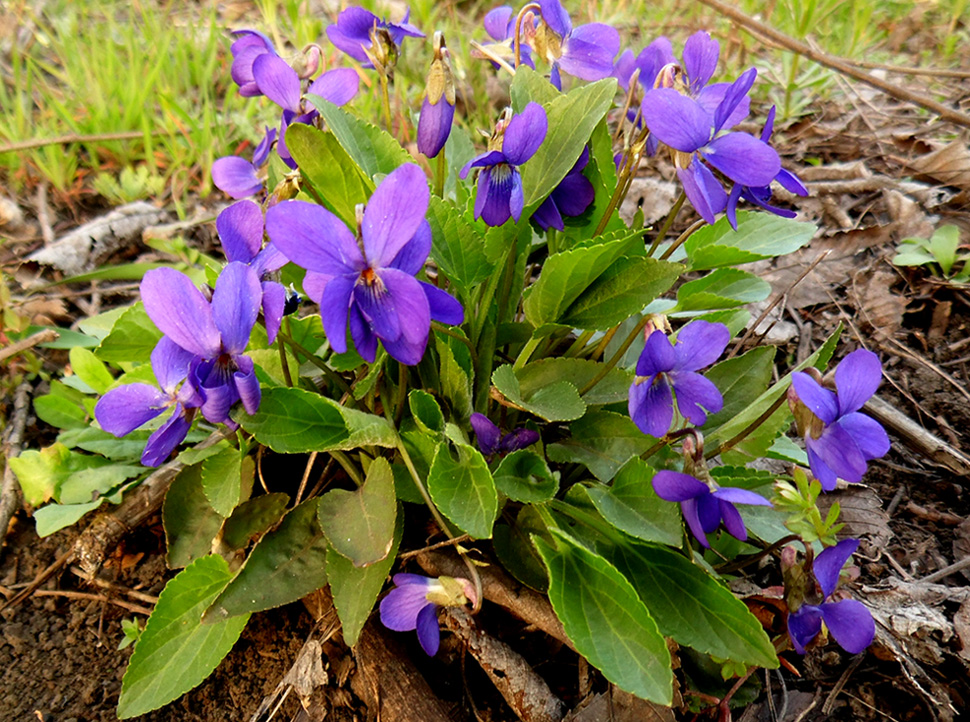 Image of Viola ambigua specimen.