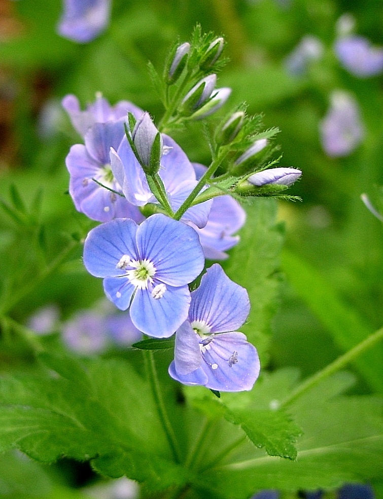 Image of Veronica chamaedrys specimen.