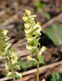 Corydalis marschalliana. Соцветие. Краснодарский край, Апшеронский р-н, окр. пос. Мезмай, гора Зауда. 30.04.2014.