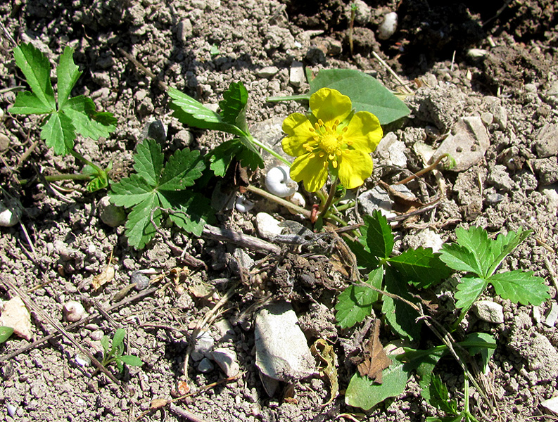 Image of Potentilla reptans specimen.