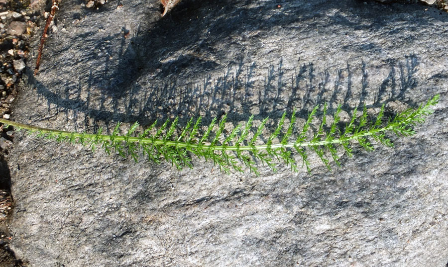 Image of Achillea millefolium specimen.