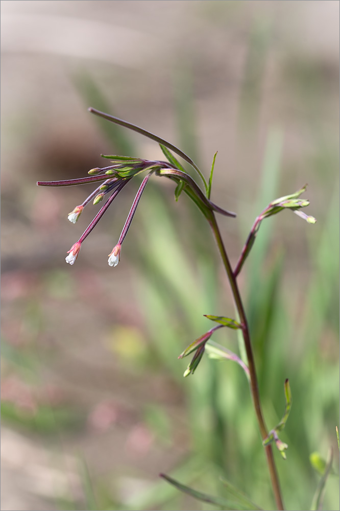 Image of Epilobium palustre specimen.