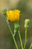 Sonchus arvensis subspecies uliginosus