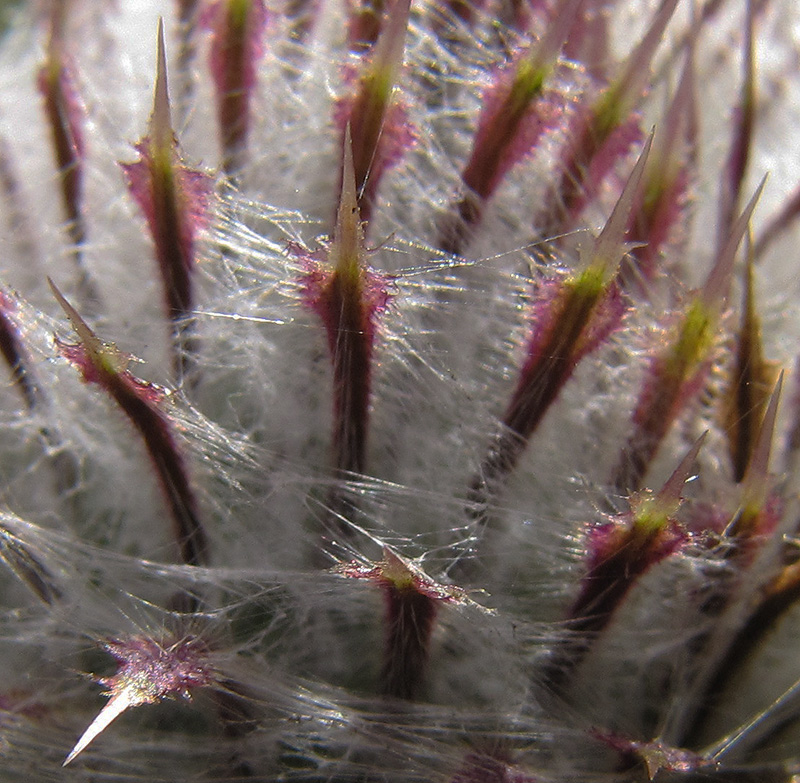 Image of Cirsium polonicum specimen.