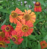 Helenium autumnale