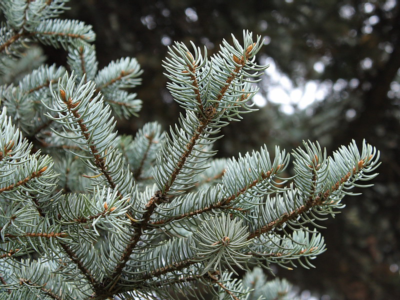 Image of Picea pungens f. glauca specimen.