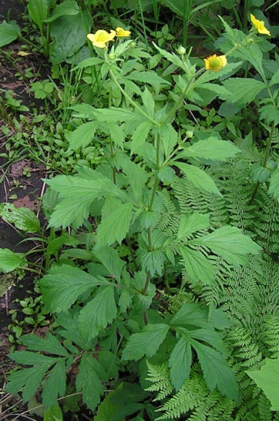 Изображение особи Geum aleppicum.