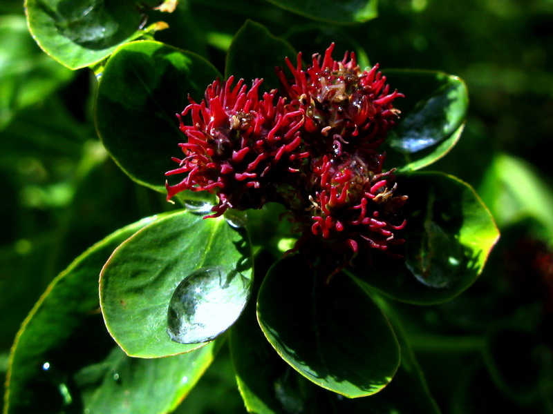 Image of Euphorbia pilosa ssp. ojensis specimen.