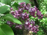 Syringa vulgaris. Часть соцветия с бутонами и цветками махровой формы. Подмосковье, окр. Кубинки, дачный участок. 19.05.2008.