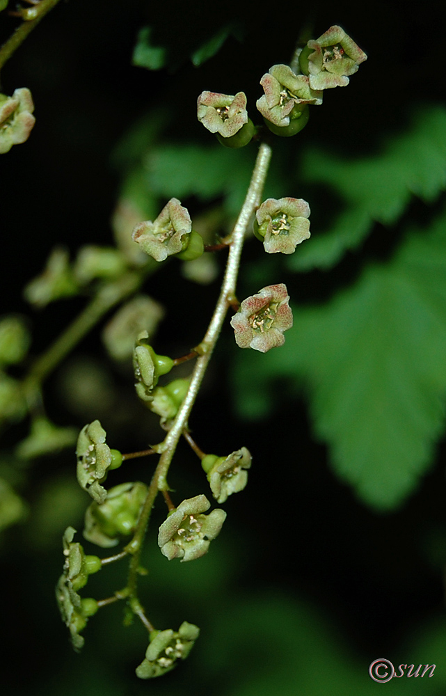 Image of Ribes spicatum specimen.