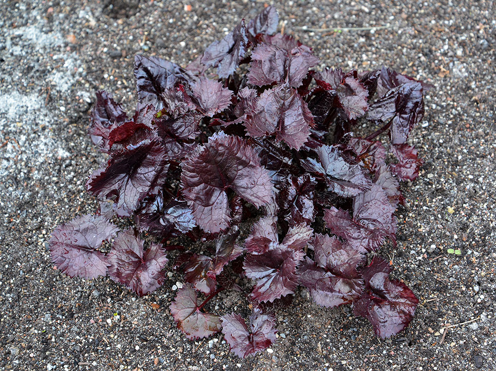 Image of Ligularia dentata specimen.