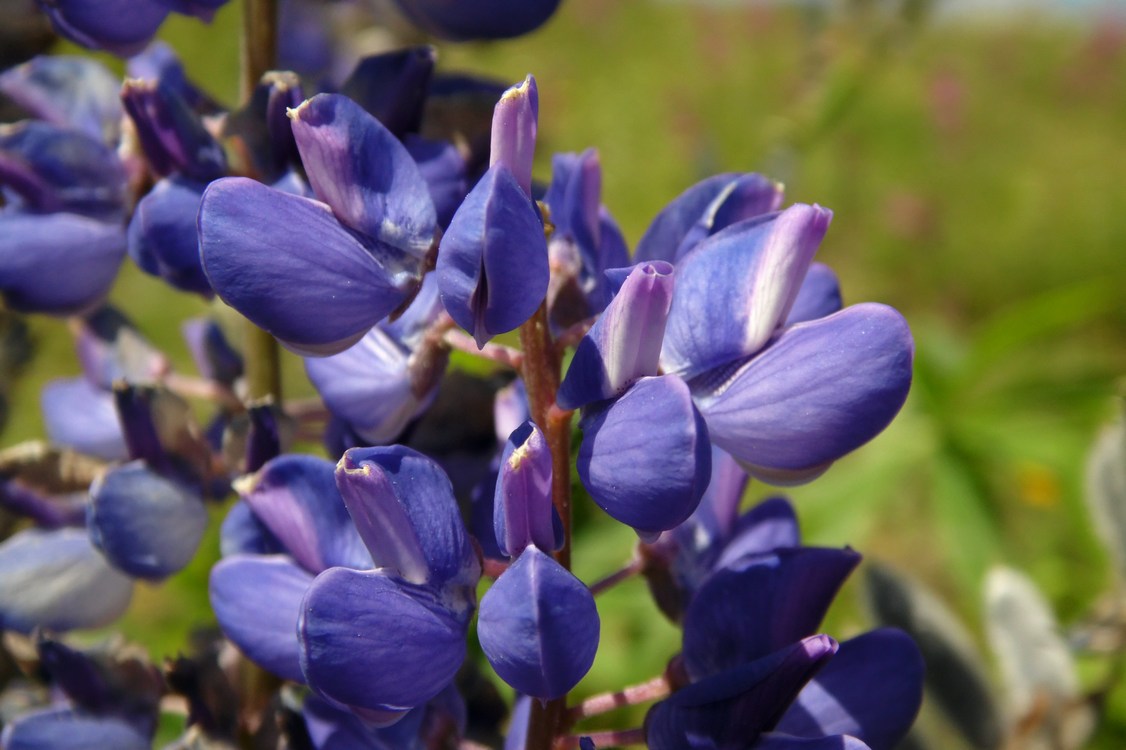 Изображение особи Lupinus &times; regalis.