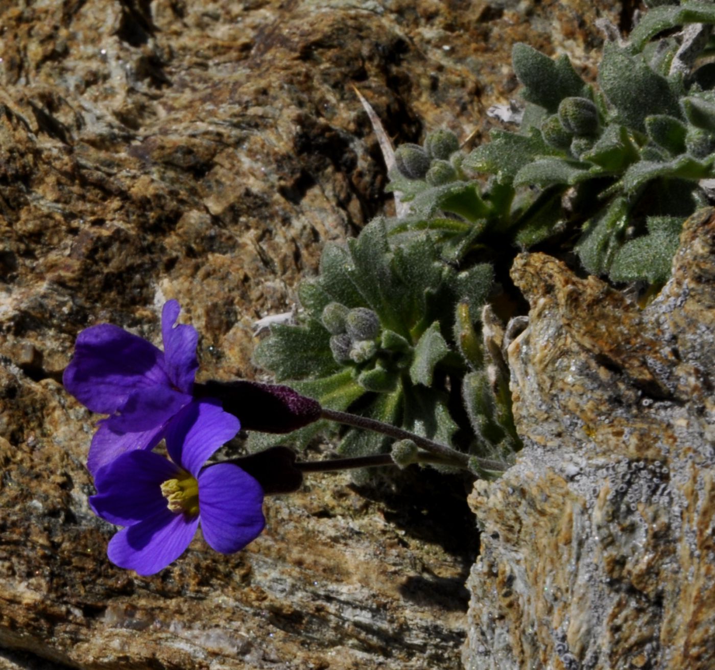 Image of Aubrieta thessala specimen.