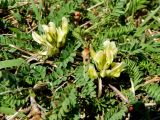 Astragalus resupinatus