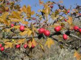 Crataegus monogyna