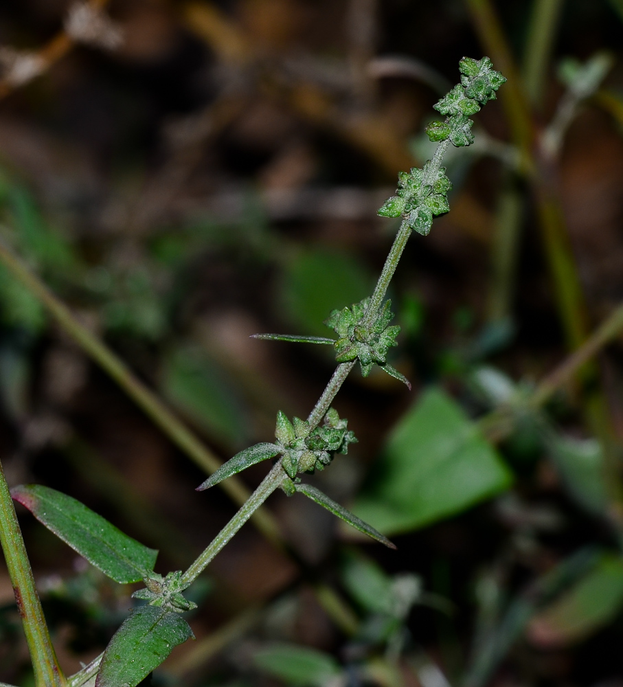 Image of Atriplex davisii specimen.