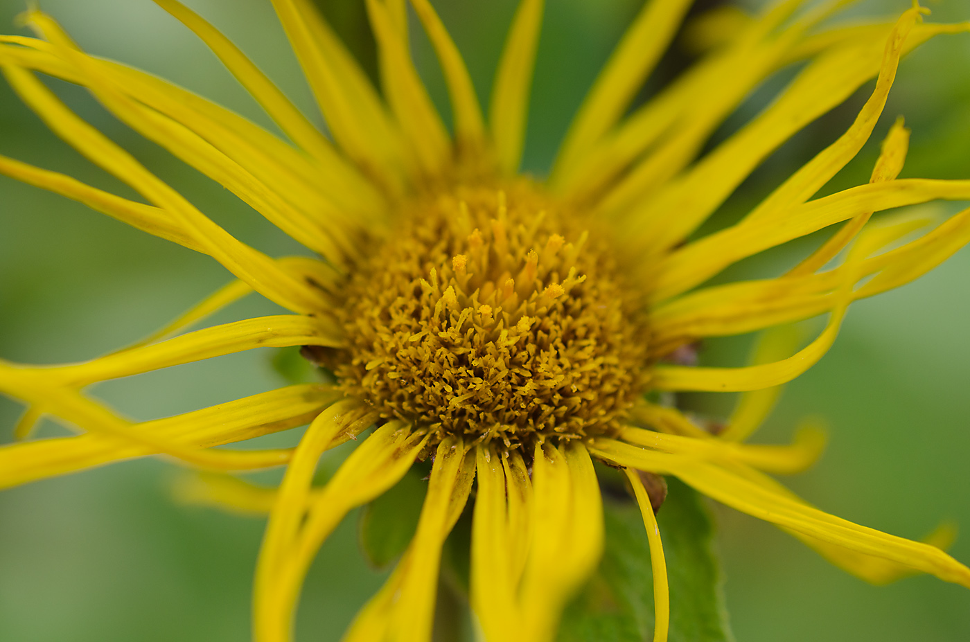 Image of Inula helenium specimen.