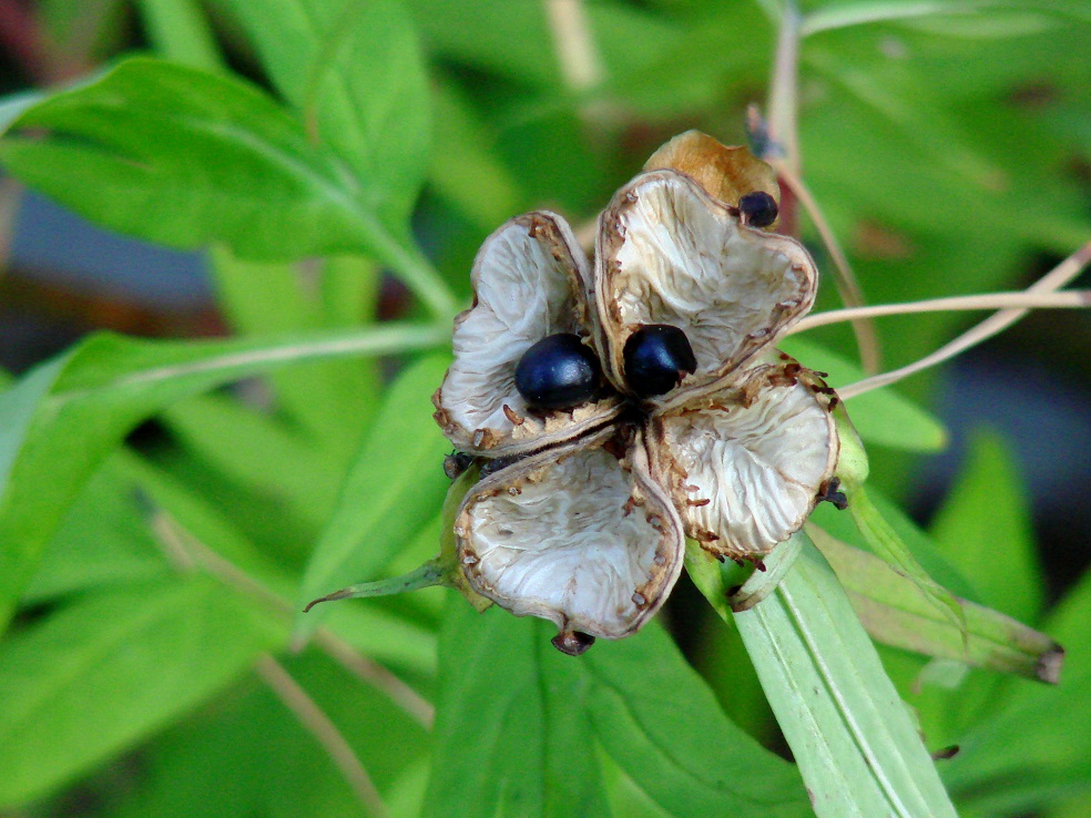 Image of Paeonia anomala specimen.