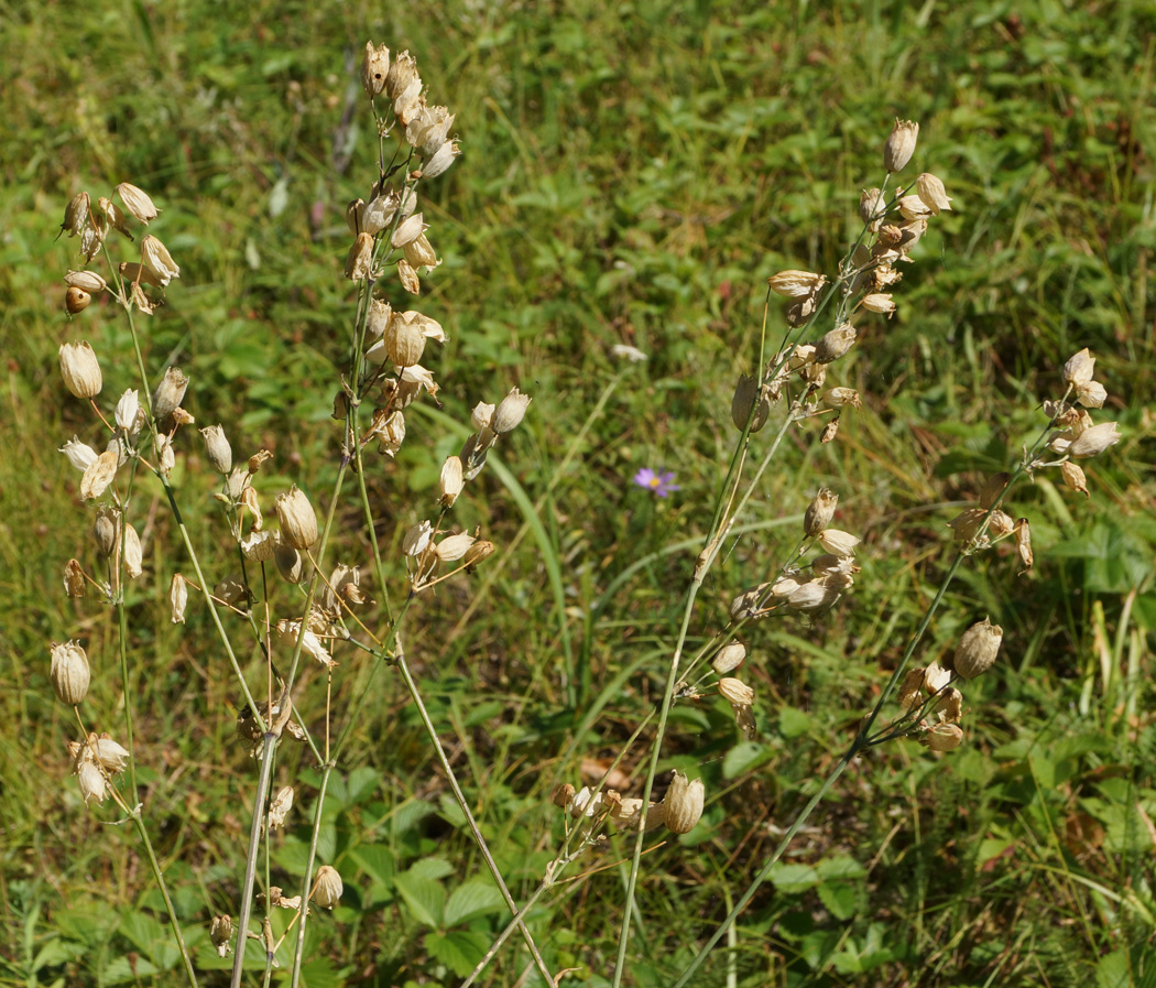 Image of Oberna behen specimen.