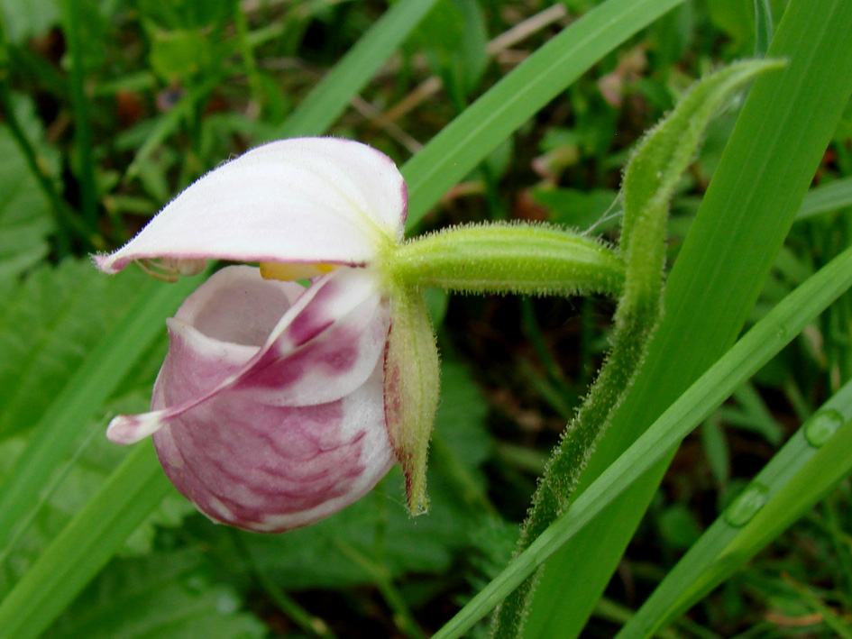 Image of Cypripedium guttatum specimen.