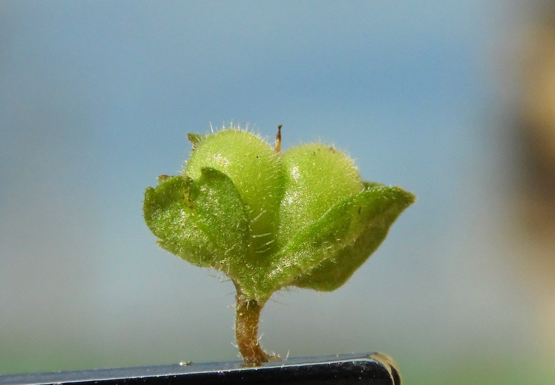 Image of Veronica polita specimen.