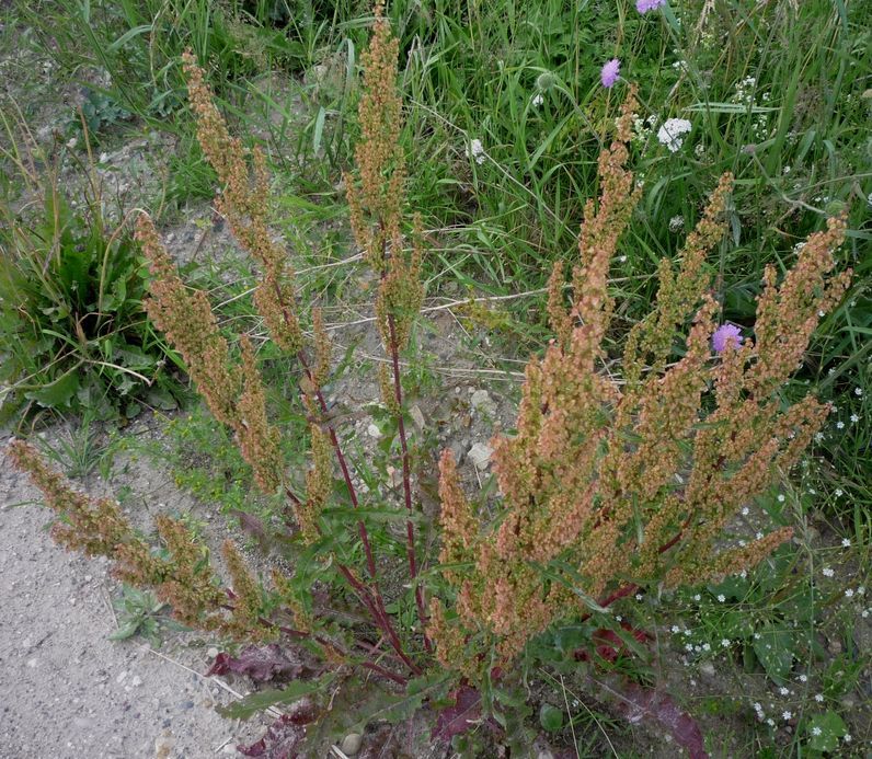 Изображение особи Rumex crispus.