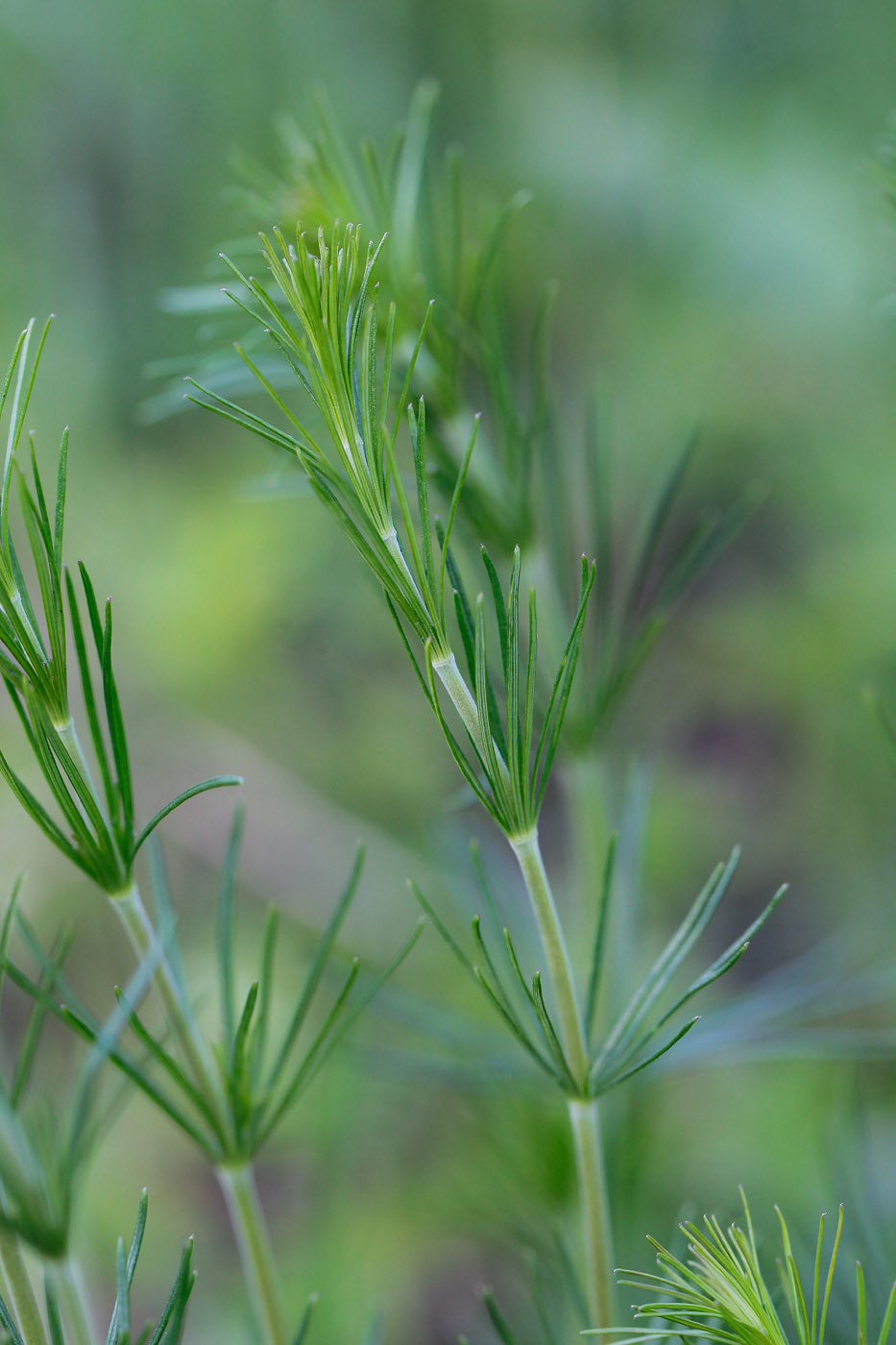 Изображение особи Galium verum.